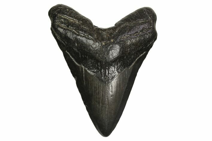 Fossil Megalodon Tooth - South Carolina #297437